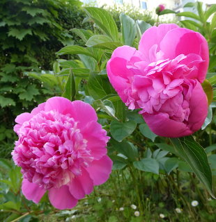 Two pink peony flowers blooming among green foliage in a garden