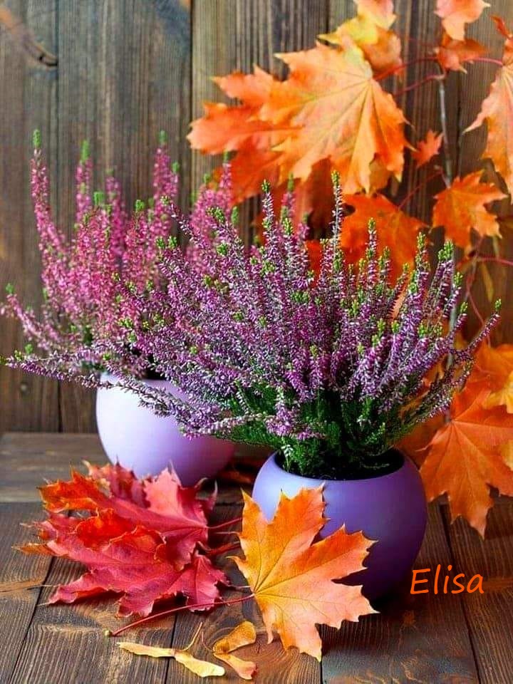 Heather and Autumn Leaves
