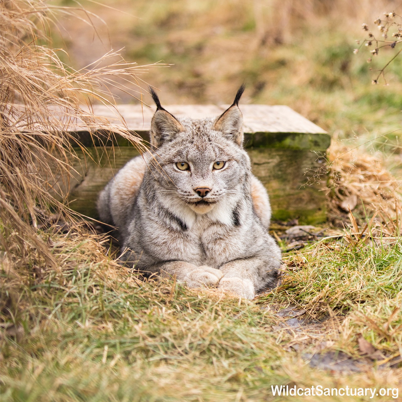 Canada lynx with tufted ears lying on grass in natural habitat