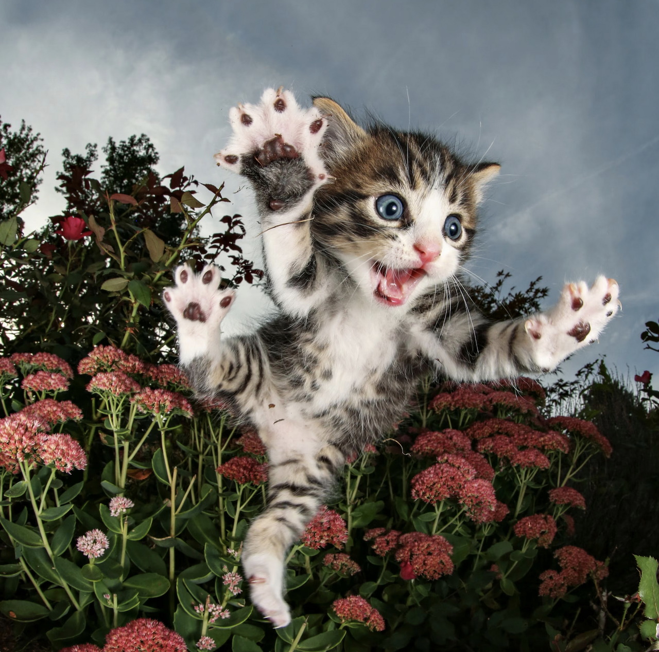 Playful Jumping Kitten