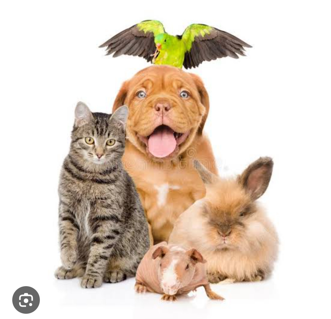 Dog, cat, rabbit, guinea pig, and green bird posing together on a white background