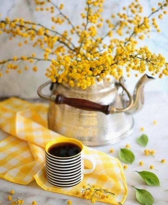 Black and white striped coffee mug on yellow cloth next to silver teapot with yellow mimosa flowers