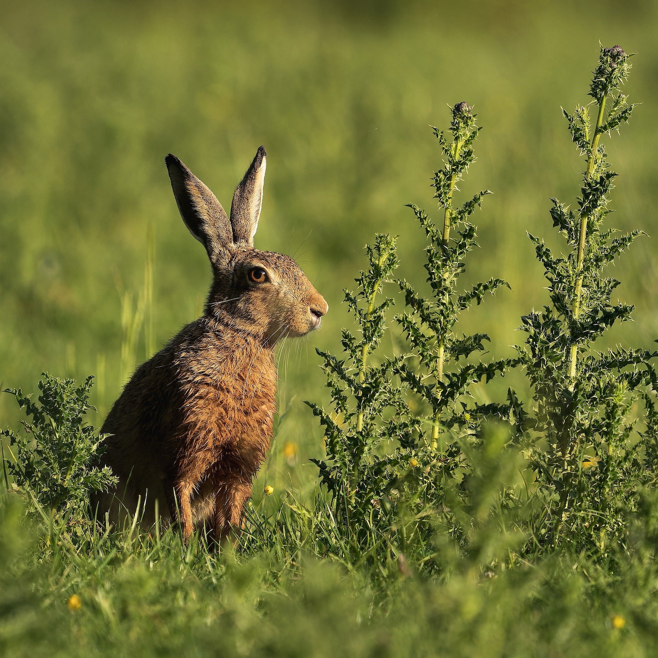 Brown hare sitting upright in green meadow with wildflowers