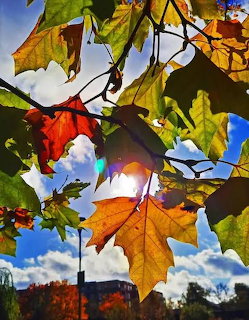 Vibrant autumn leaves in various colors hanging against a bright blue sky with white clouds