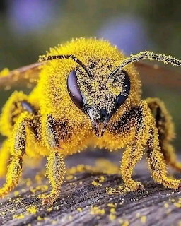 Macro photo of a bee densely coated in yellow pollen, facing the camera on a wooden surface