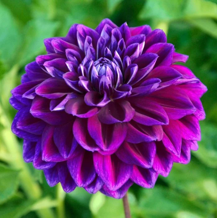 Purple Dahlia Flower