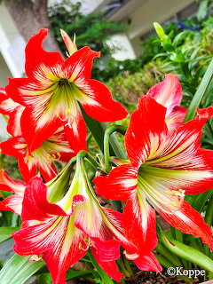 Close-up of red and white striped amaryllis flowers bloming in a garden