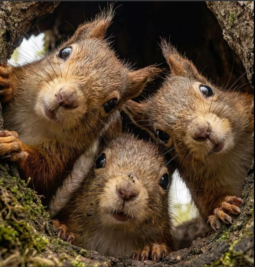 Three baby squirrels peeking out of a tree hollow