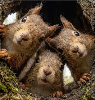 Baby Squirrels