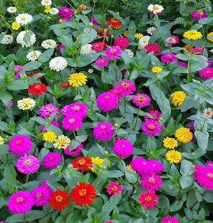 Dense garden of colorful zinnia flowers in pink, yellow, red and white with green leaves