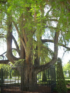 Ahuehuete Tree