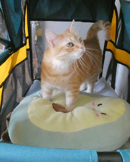 Orange Cat in Stroller