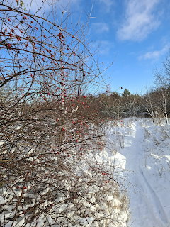 Snow-covered trail with bare berry bushes and blue sky on a cold winter morning