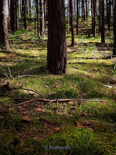 Sunlight illuminates moss-covered forest ground between dark tree trunks