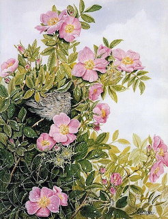 Wren in Nest