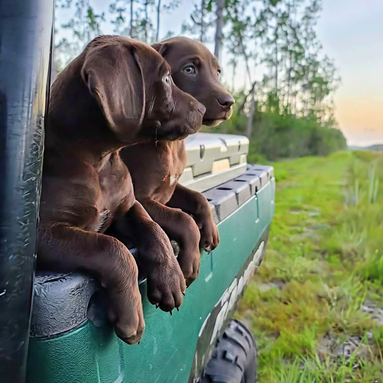 Two brown Labrador puppies leaning over the side of a vehicle in a grassy rural setting