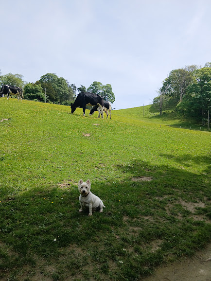 Cartoon Cow Scene