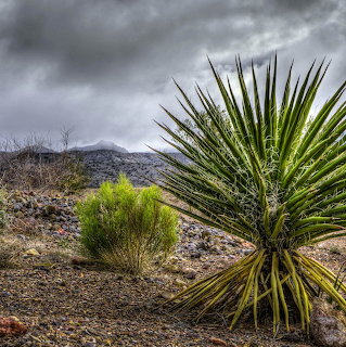 Spiky yucca plant in a rocky desert landscape beneath dark clouds