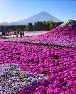 Mount Fuji behind bright pink moss phlox fields under a blue sky