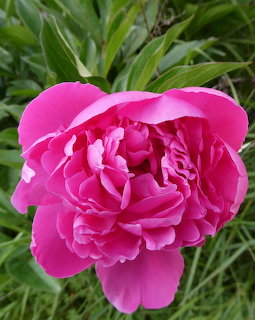 Pink Peony Flower