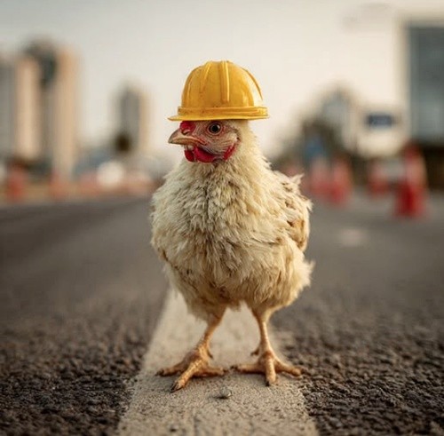 Chicken wearing yellow hard hat standing on pavement at construction site