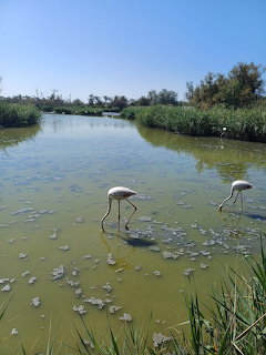 Group of pink flamingos standing close together
