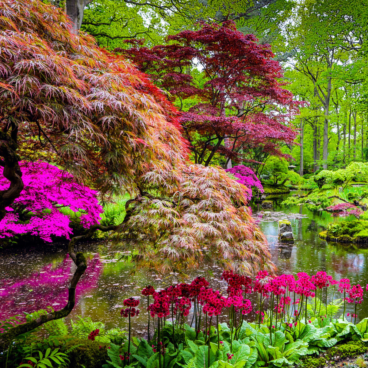 Japanese Garden Pond