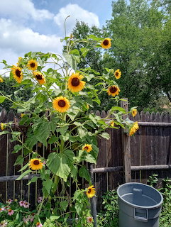 Sunflowers in Garden