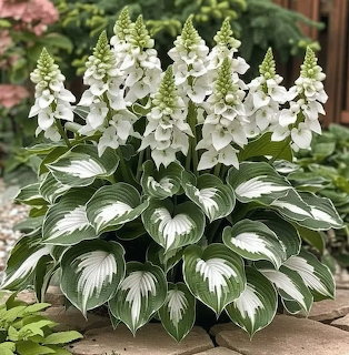 White hosta flowers above variegated green and white leaves in a garden