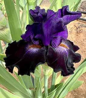 Purple Iris Flower