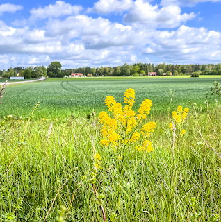 Yellow Wildflowers Field