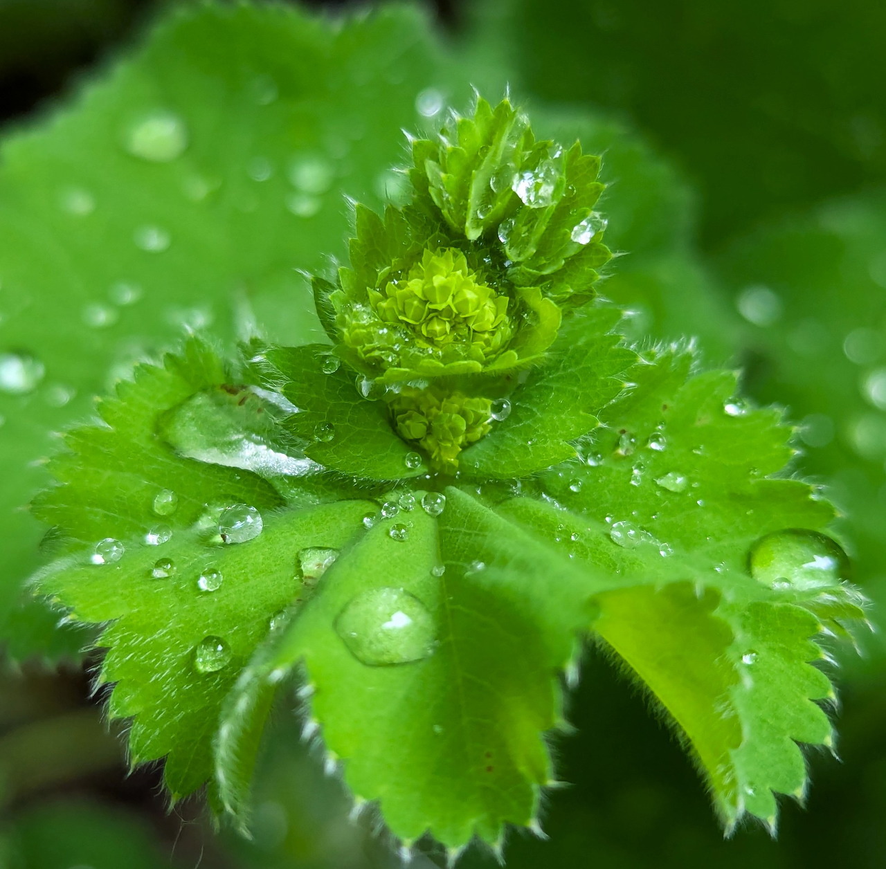 Macro close-up of lady's mantle leaves with raindrops on bright green foliage