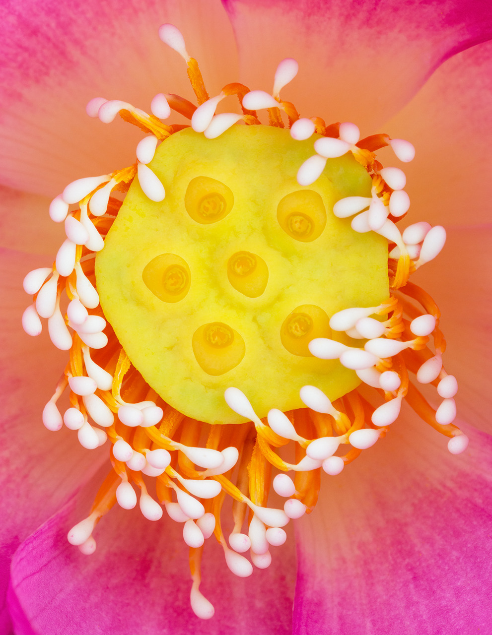 Pink Flower Macro