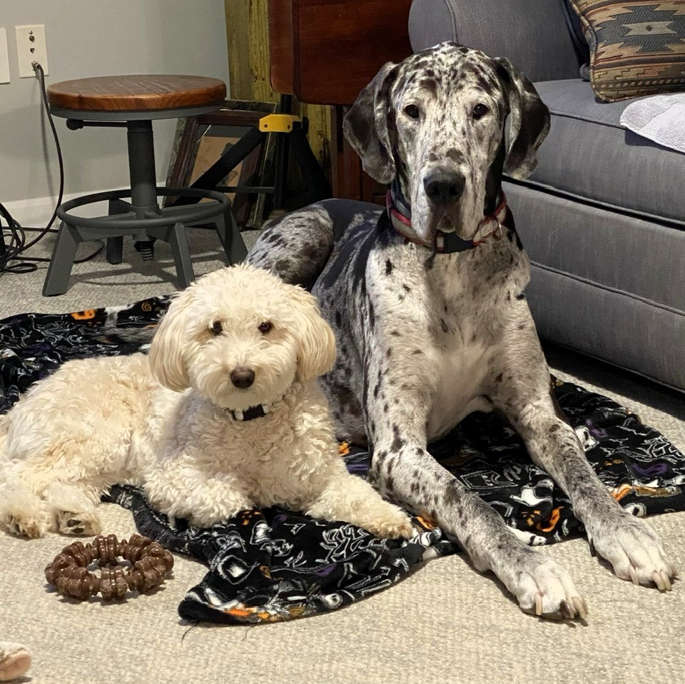 Small white fluffy dog and large spotted Great Dane resting together on a blanket indoors