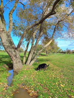 Black dog lying under a tree next to a stream in a park on a sunny day