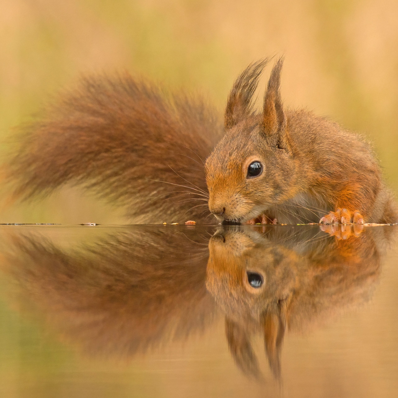 Red squirrel drinking water with mirror reflection