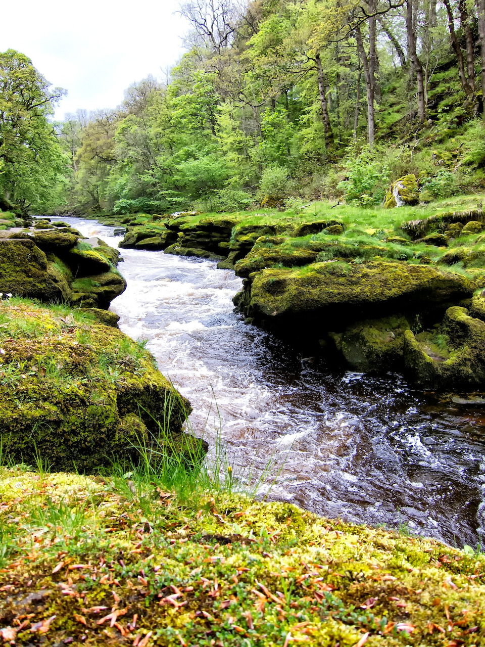 River flowing through moss-covered rocks in green forest with trees