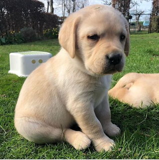 Close-up of a yellow Labrador retriever puppy