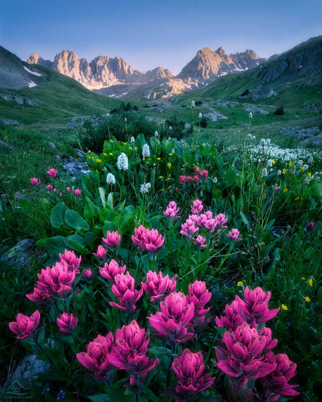 Mountain Wildflower Meadow