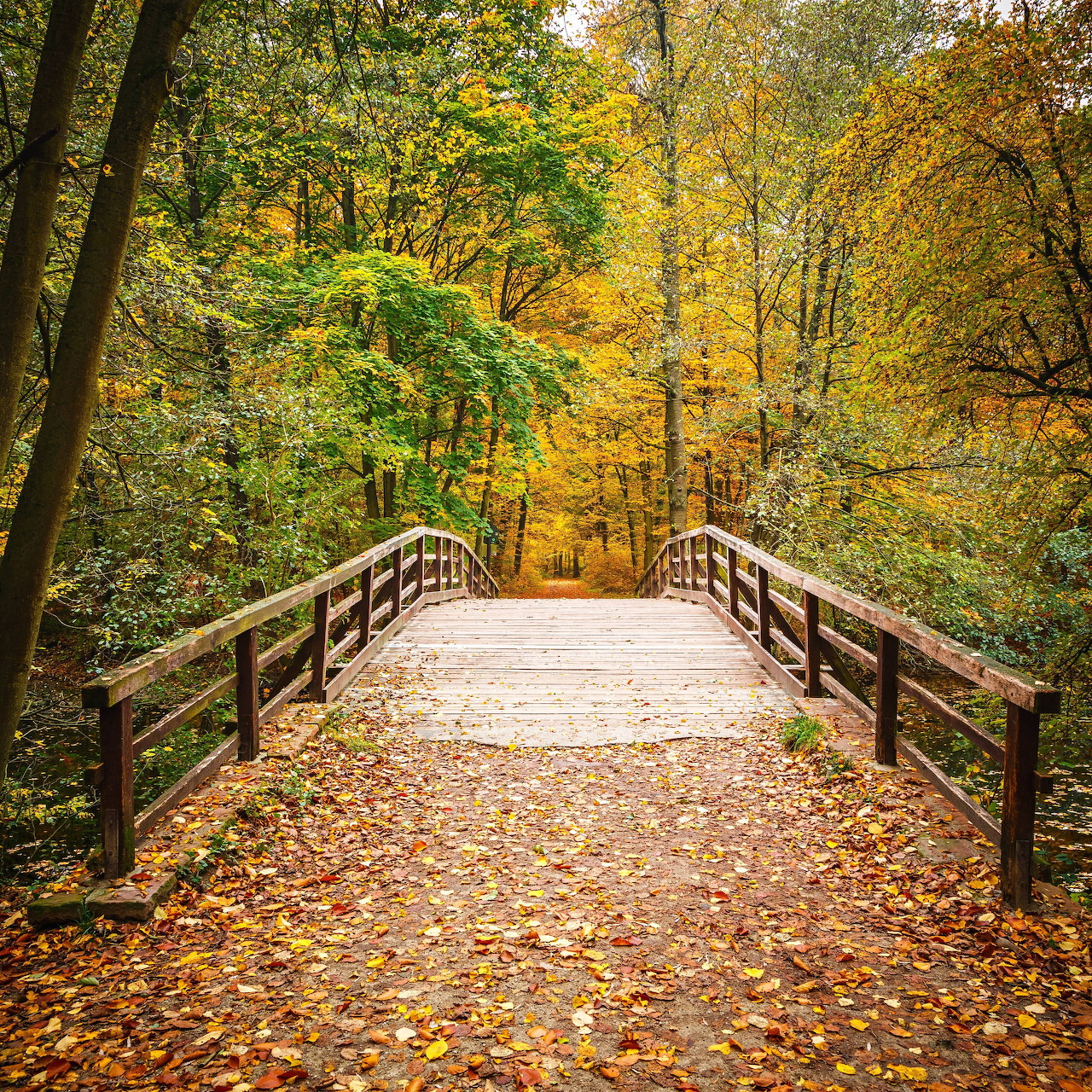 Wooden footbridge with railings in autumn forest with golden leaves on ground and colorful trees