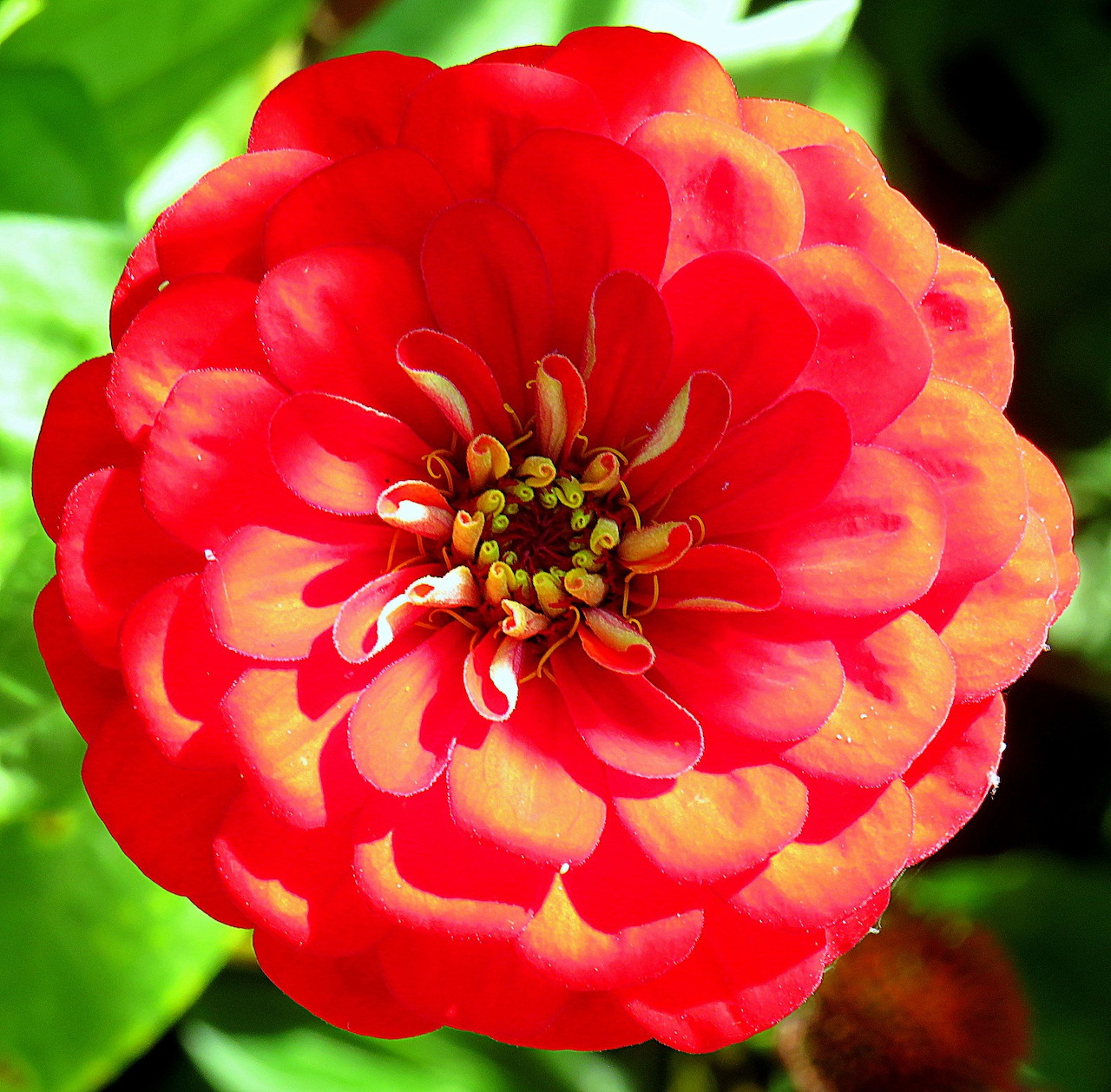 Close-up of a red-orange zinnia flower with yellow center against green leaves