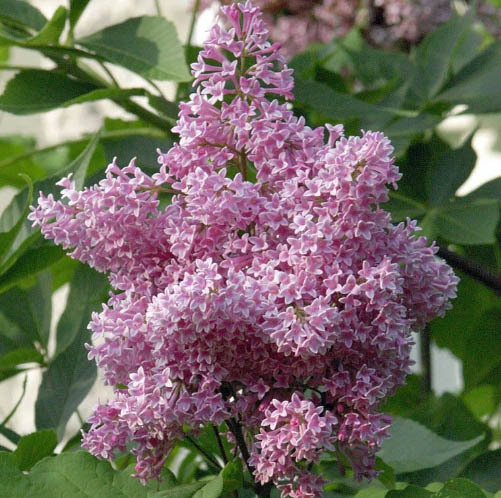Lilac Flowers in Bloom