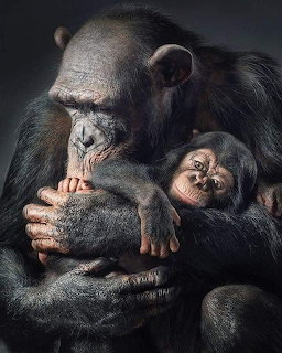 Mother and Baby Chimpanzee