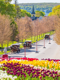 Horse-drawn carriages on tree-lined street with colorful tulip beds and harbor view