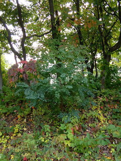 Dense trees and leafy undergrowth in a woodland area