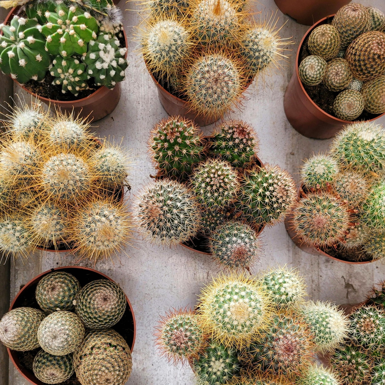 Top-down view of multiple potted cacti of various species arranged on a light wooden surface