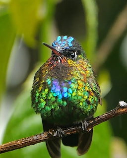 Fiery-throated hummingbird with iridescent multicolored plumage perched on a thin branch