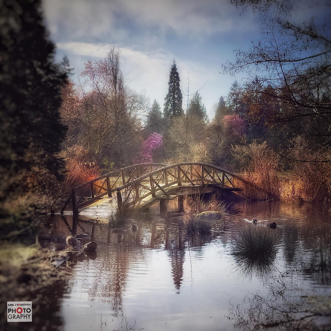 Arched wooden bridge spanning a calm pond in a park, framed by bare trees and evergreens in soft, misty light