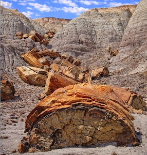 Petrified wood logs in a desert badlands landscape with eroded grey hills and blue sky