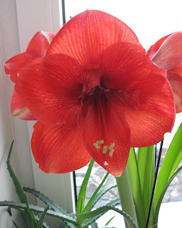 Large red hippeastrum flower bloming on a windowsill with green leaves
